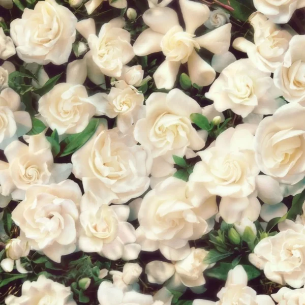 Damesgeuren>Gucci Flora Van Flora Prachtige Gardenia